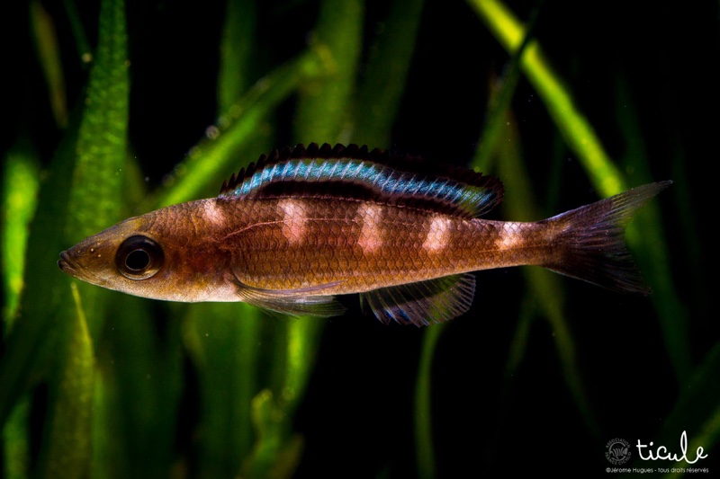 Paracyprichromis brieni 'Kitumba'